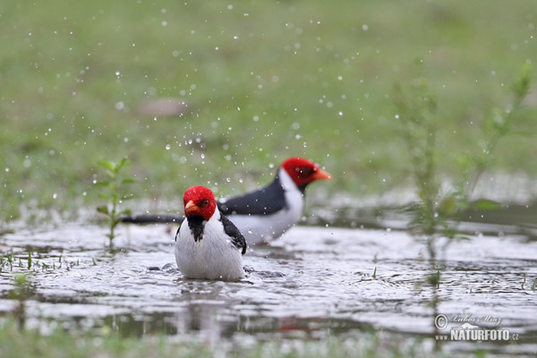 Dominikanerkardinal (Paroaria dominicana)