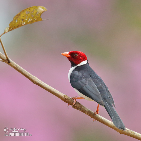 Dominikanerkardinal (Paroaria dominicana)