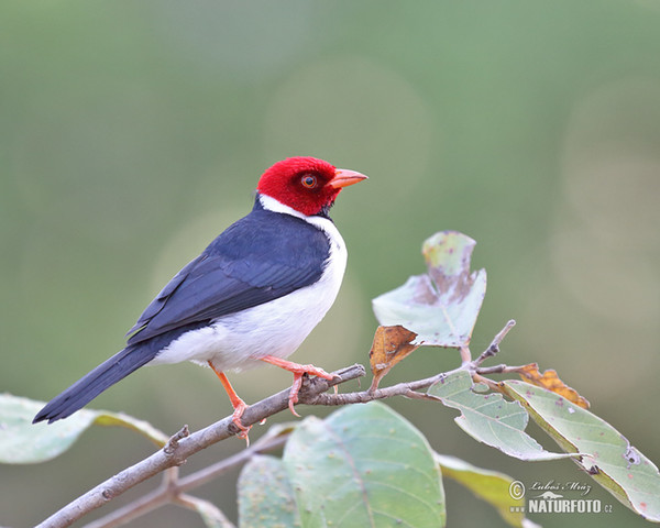 Dominikanerkardinal (Paroaria dominicana)