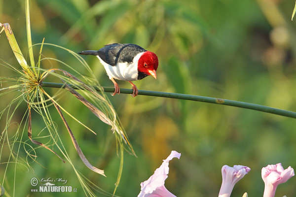 Dominikanerkardinal (Paroaria dominicana)