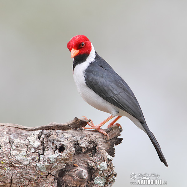 Dominikanerkardinal (Paroaria dominicana)