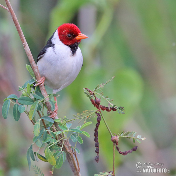 Dominikanerkardinal (Paroaria dominicana)