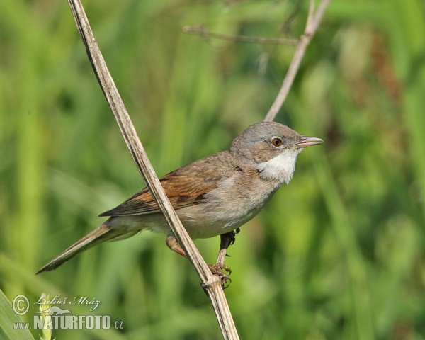 Dorngrasmücke (Sylvia communis)