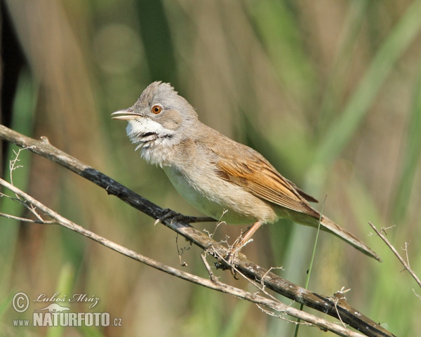 Dorngrasmücke (Sylvia communis)