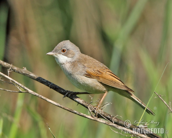 Dorngrasmücke (Sylvia communis)