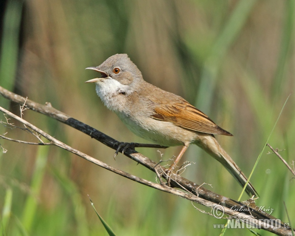 Dorngrasmücke (Sylvia communis)