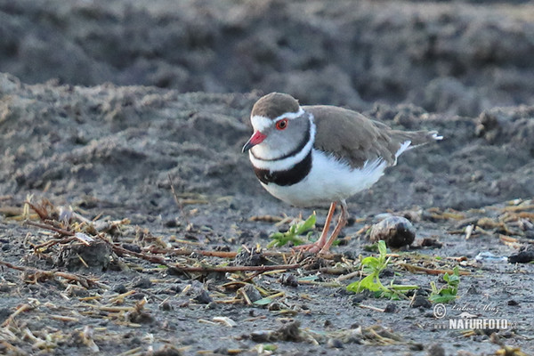 Dreiband-Regenpfeifer (Charadrius tricollaris)