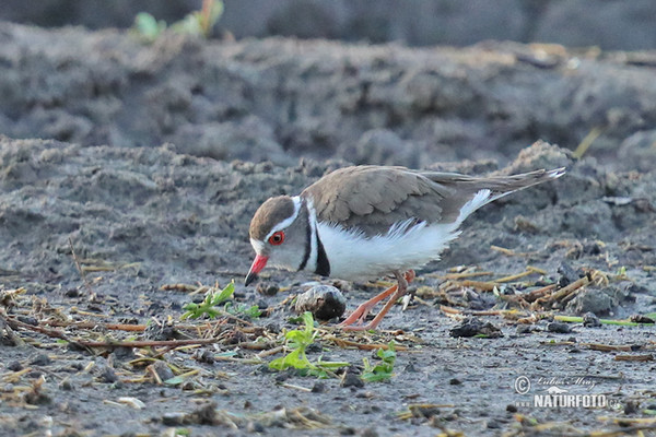 Dreiband-Regenpfeifer (Charadrius tricollaris)