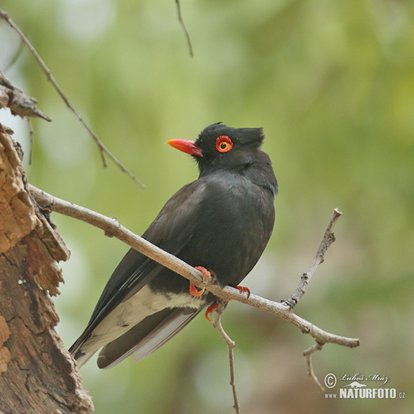 Dreifarben-Brillenwürger (Prionops retzii)