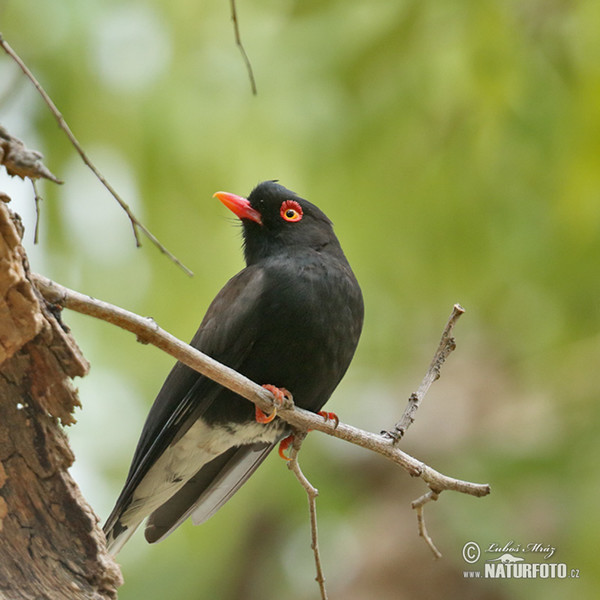 Dreifarben-Brillenwürger (Prionops retzii)