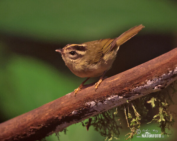 Dreistreifen-Waldsänger (Basileuterus tristriatus)