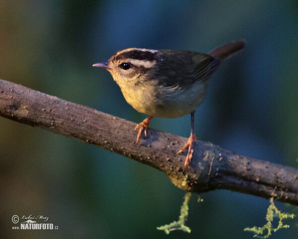 Dreistreifen-Waldsänger (Basileuterus tristriatus)