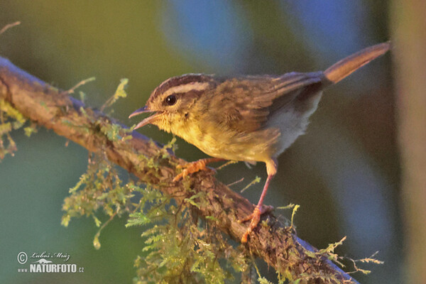 Dreistreifen-Waldsänger (Basileuterus tristriatus)