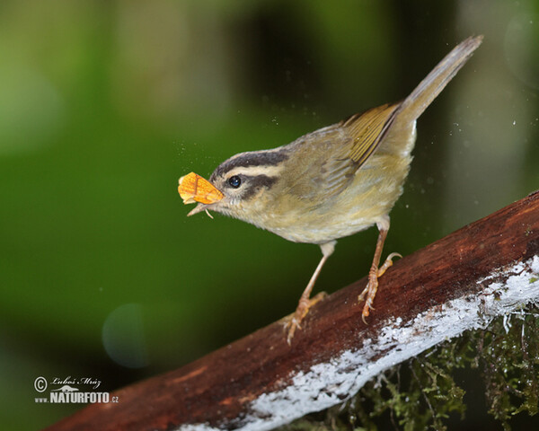 Dreistreifen-Waldsänger (Basileuterus tristriatus)