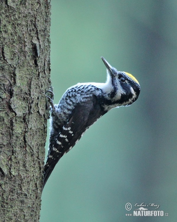 Dreizehenspecht (Picoides tridactylus)