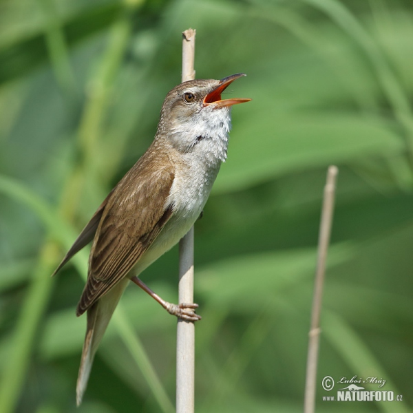 Drosselrohrsänger (Acrocephalus arundinaceus)