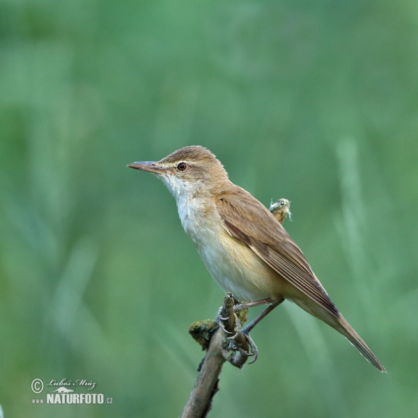 Drosselrohrsänger (Acrocephalus arundinaceus)