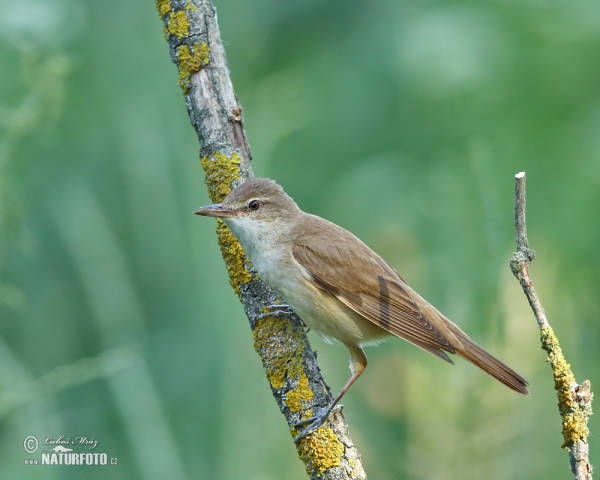 Drosselrohrsänger (Acrocephalus arundinaceus)