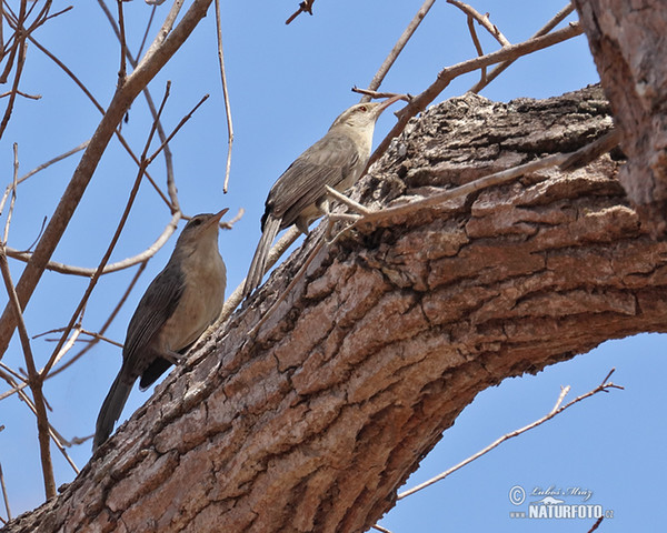 Drosselzaunkönig (Campylorhynchus turdinus)