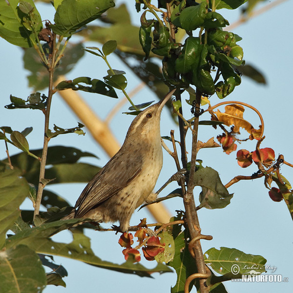 Drosselzaunkönig (Campylorhynchus turdinus)