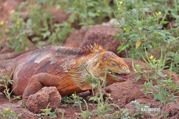 Drusenkopf (Conolophus subcristatus)