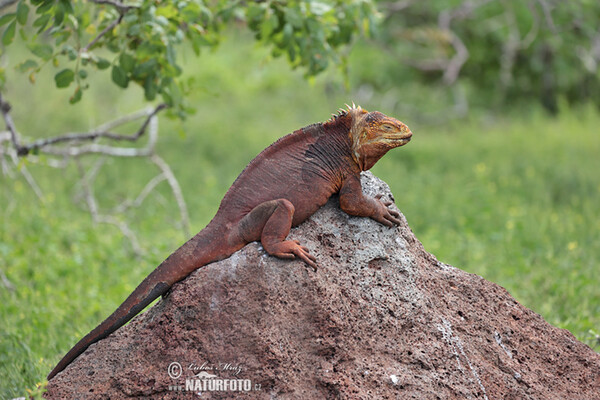 Drusenkopf (Conolophus subcristatus)