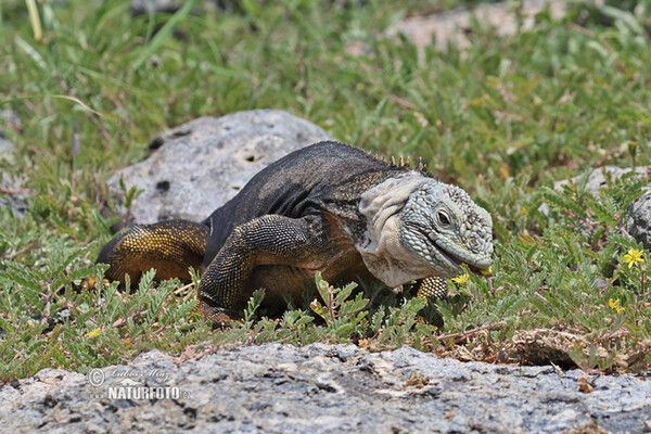 Drusenkopf (Conolophus subcristatus)