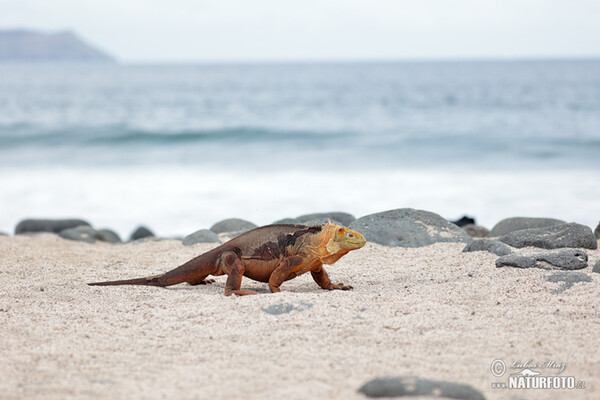 Drusenkopf (Conolophus subcristatus)