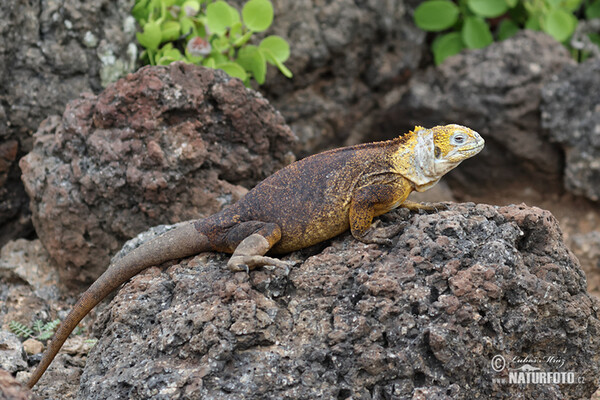 Drusenkopf (Conolophus subcristatus)