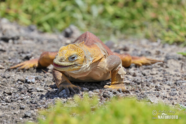 Drusenkopf (Conolophus subcristatus)