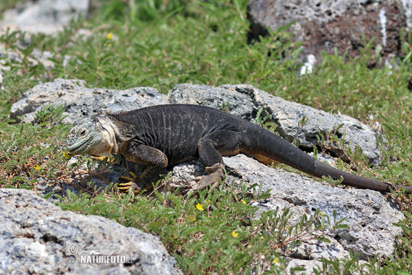 Drusenkopf (Conolophus subcristatus)