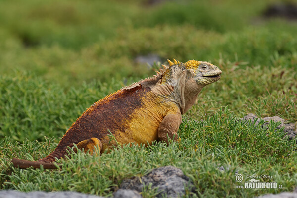 Drusenkopf (Conolophus subcristatus)