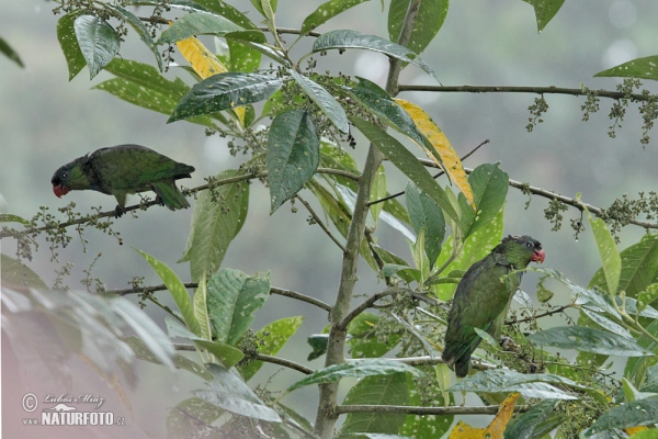 Dunenkopfpapagel (Pionus sordidus)