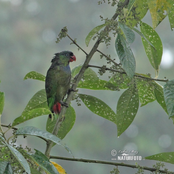 Dunenkopfpapagel (Pionus sordidus)