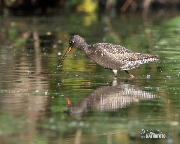 Dunkler Wasserläufer (Tringa erythropus)