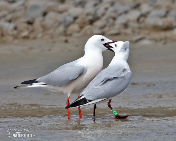 Dünnschnabelmöwe (Chroicocephalus genei)