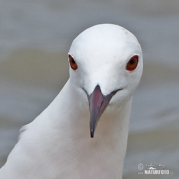 Dünnschnabelmöwe (Chroicocephalus genei)