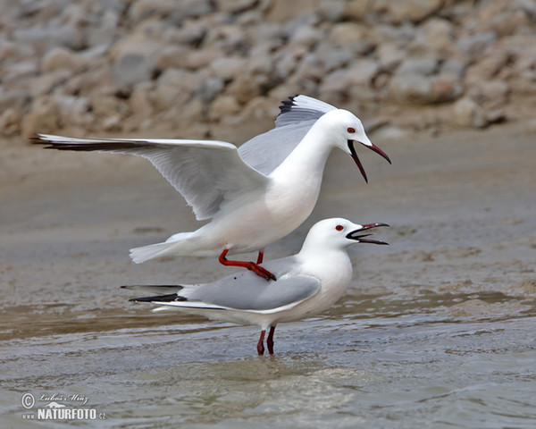 Dünnschnabelmöwe (Chroicocephalus genei)