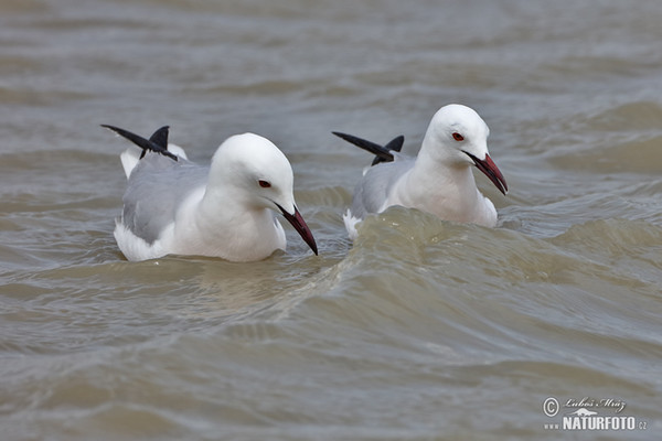 Dünnschnabelmöwe (Chroicocephalus genei)