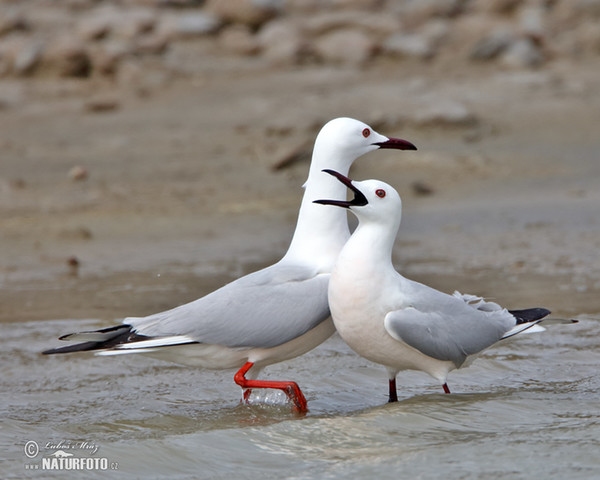 Dünnschnabelmöwe (Chroicocephalus genei)