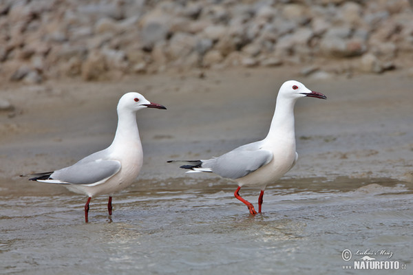 Dünnschnabelmöwe (Chroicocephalus genei)