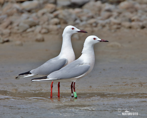 Dünnschnabelmöwe (Chroicocephalus genei)