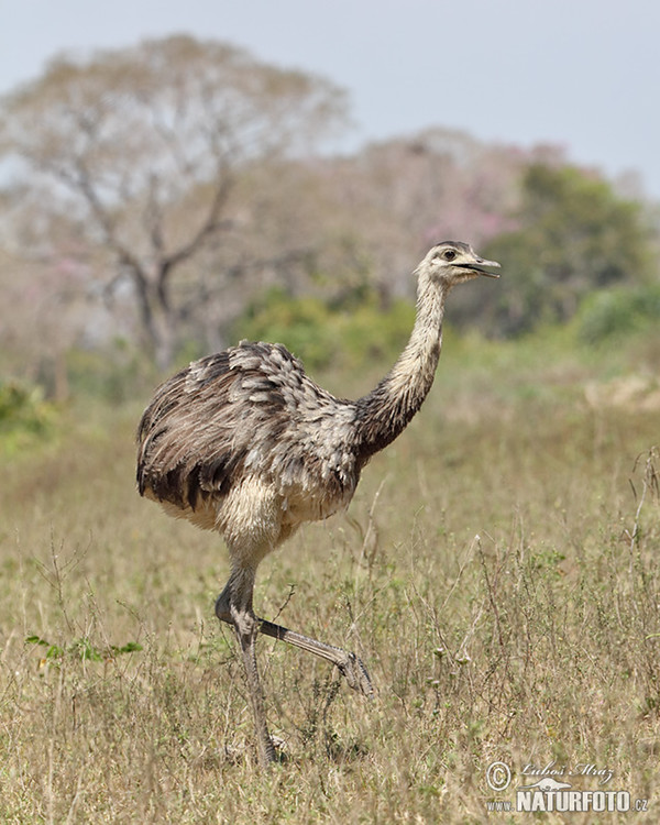 Echter Nandu (Rhea americana)