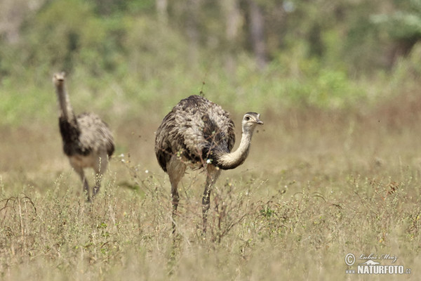 Echter Nandu (Rhea americana)