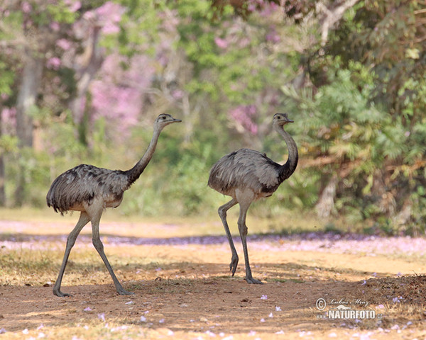 Echter Nandu (Rhea americana)