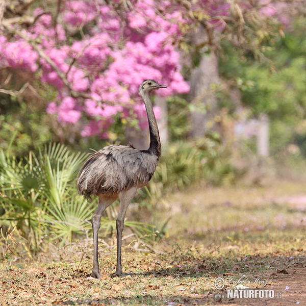 Echter Nandu (Rhea americana)