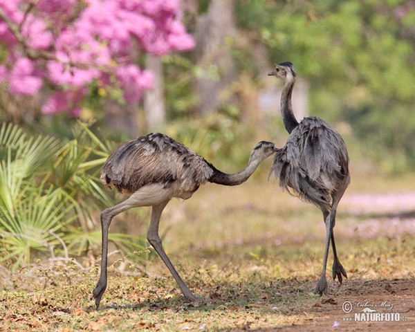 Echter Nandu (Rhea americana)