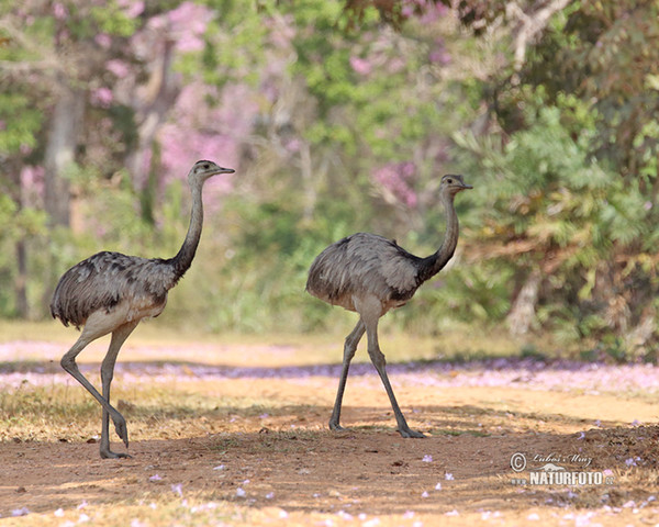 Echter Nandu (Rhea americana)