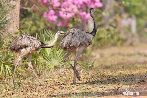 Echter Nandu (Rhea americana)