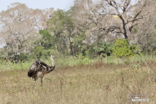 Echter Nandu (Rhea americana)